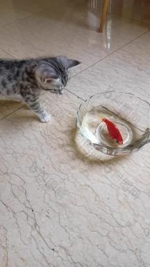 猫和金鱼